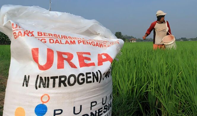 
					LANGKA: Pupuk Subsidi di Lumajang langka sehingga para petani kelimpungan. (foto: dok).