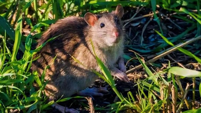 
					Hama Tikus yang kerap merusak tanaman pangan milik petani. (foto ilustrasi).