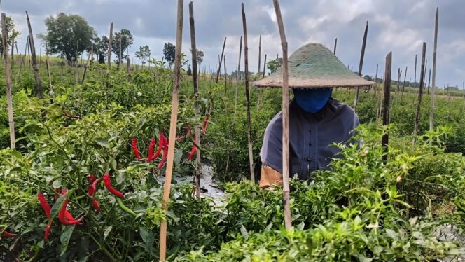 
					MAHAL: Petani di Kabupaten Lumajang sedang panen cabai merah keriting yang harganya tengah meroket. (foto: Hafiz Rozani).