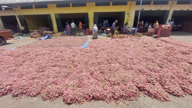 
					MELIMPAH: Hamparan bawang merah tengah dijemur pedagang di Pasar Bawang Dringu Kabupaten Probolinggo. (foto: Hafiz Rozani)