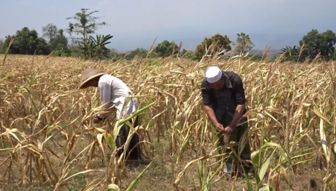 
					GAGAL PANEN: Dua orang petani jagung sedang memeriksa tanamannya yang layu akibat kekurangan pasokan air. (foto: Moh. Rois).