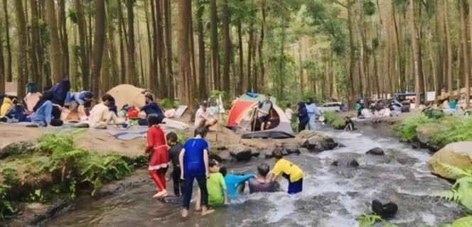 
					Suasana alam yang asri di hutan pinus, Lumajang.