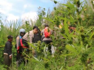 Awalnya warga Desa Argosari, Kecamatan Senduro, Kabupaten Lumajang tidak mengetahui keberadaan ladang ganja di kawasan wisata tersebut. 