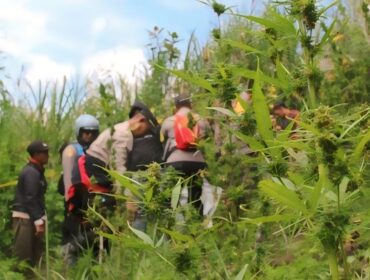 Awalnya warga Desa Argosari, Kecamatan Senduro, Kabupaten Lumajang tidak mengetahui keberadaan ladang ganja di kawasan wisata tersebut. 