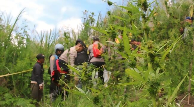 Awalnya warga Desa Argosari, Kecamatan Senduro, Kabupaten Lumajang tidak mengetahui keberadaan ladang ganja di kawasan wisata tersebut. 