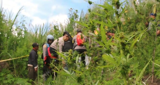 
					Awalnya warga Desa Argosari, Kecamatan Senduro, Kabupaten Lumajang tidak mengetahui keberadaan ladang ganja di kawasan wisata tersebut. 