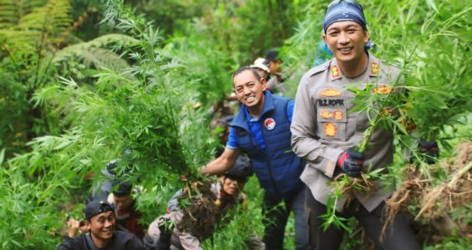 
					SISIR: Aparat kepolisian menunjukkan pohon ganja yang kembali ditemukan di kawasan TNBTS sisi Senduro, Kabupaten Lumajang. (foto: Asmadi)