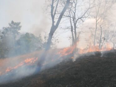 Dua blok kawasan hutan produksi milik Perhutani, Resort Pemangkuan Hutan (RPH) Bagu, BKPH Pasirian yang terletak di sekitar perbukitan Pucang Rangga Desa Condro Pasirian terbakar. (Foto : Asmadi)