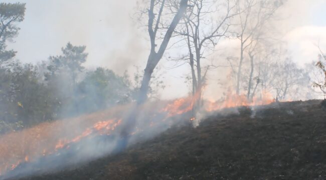 Dua blok kawasan hutan produksi milik Perhutani, Resort Pemangkuan Hutan (RPH) Bagu, BKPH Pasirian yang terletak di sekitar perbukitan Pucang Rangga Desa Condro Pasirian terbakar. (Foto : Asmadi)