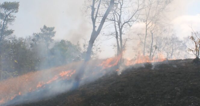 
					Dua blok kawasan hutan produksi milik Perhutani, Resort Pemangkuan Hutan (RPH) Bagu, BKPH Pasirian yang terletak di sekitar perbukitan Pucang Rangga Desa Condro Pasirian terbakar. (Foto : Asmadi)