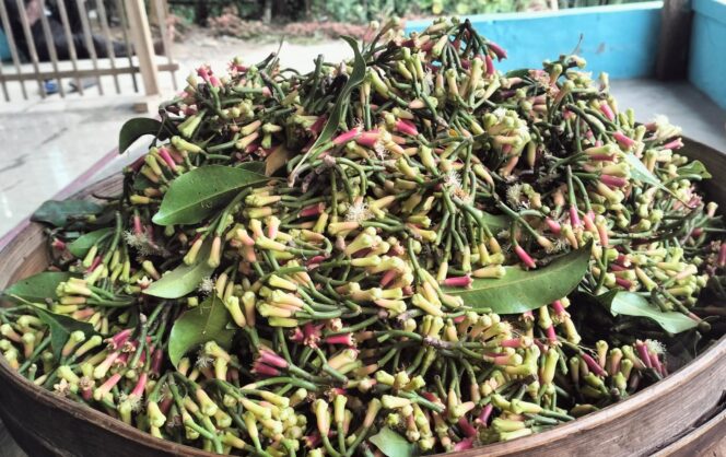 
					Harga cengkeh di kawasan Kecamatan Senduro, Kabupaten Lumajang turun menjadi Rp90 ribu per kilogram.