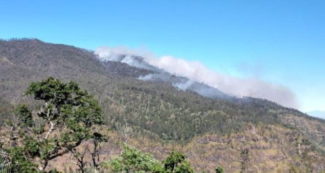 
					MEMBARA: Suasana kebakaran di Gunung Argopuro, Desa Plaosan, Kecamatan Krucil, Kabupaten Probolinggo. (istimewa)