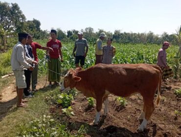 DITEMUKAN: Sapi milik warga Curahtulis, Tongas, Probolinggo, saat ditemukan di area persawahan oleh warga, Jum'at (6/9/24) pagi. (foto : istimewa)
