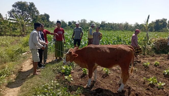 
					DITEMUKAN: Sapi milik warga Curahtulis, Tongas, Probolinggo, saat ditemukan di area persawahan oleh warga, Jum'at (6/9/24) pagi. (foto : istimewa)
