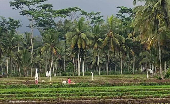 
					Di tengah serangan hama tikus yang menyerang lahan padi dan jagung.