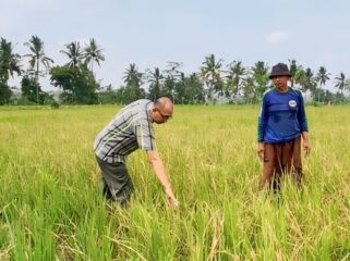 Lahan padi yang diserang hama tikus di Lumajang.
