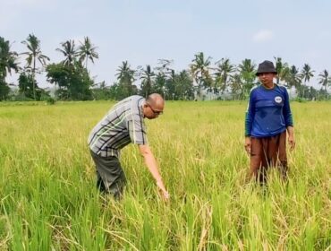 Lahan padi yang diserang hama tikus di Lumajang.
