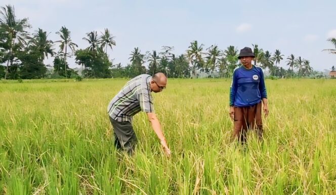 
					Lahan padi yang diserang hama tikus di Lumajang.
