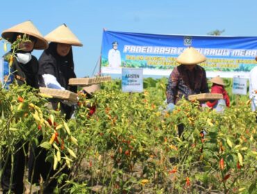 Saat petani di Desa Jatigono memanen cabai rawit merah.
