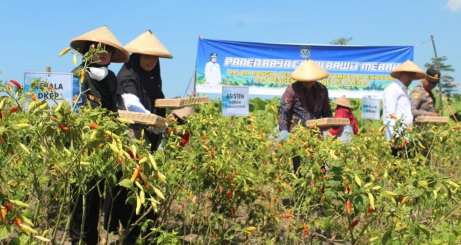 
					Saat petani di Desa Jatigono memanen cabai rawit merah.
