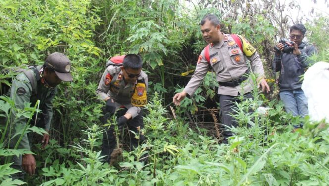 
					Polisi menemukan tiga ladang ganja yang berada di kawasan Taman Nasional Bromo Tengger (TNBTS).
