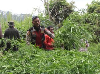 Kapolres Lumajang temukan 16 titik lahan ganja di kawasan TNBTS. (Foto : Asmadi).
