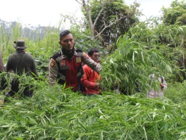 Kapolres Lumajang temukan 16 titik lahan ganja di kawasan TNBTS. (Foto : Asmadi).
