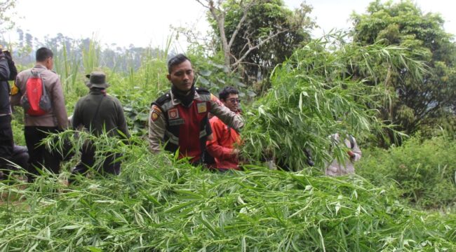 Kapolres Lumajang temukan 16 titik lahan ganja di kawasan TNBTS. (Foto : Asmadi).
