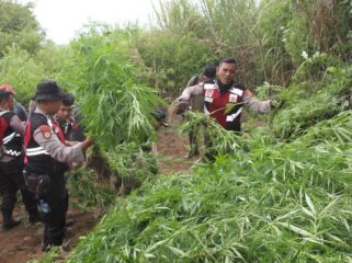 Polres Lumajang temukan 10.000 batang ganja di kawasan TNBTS Senduro. (Foto : Asmadi).