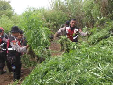 Polres Lumajang temukan 10.000 batang ganja di kawasan TNBTS Senduro. (Foto : Asmadi).