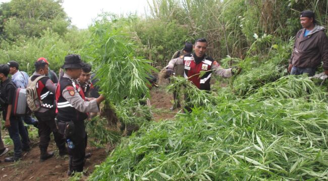 Polres Lumajang temukan 10.000 batang ganja di kawasan TNBTS Senduro. (Foto : Asmadi).