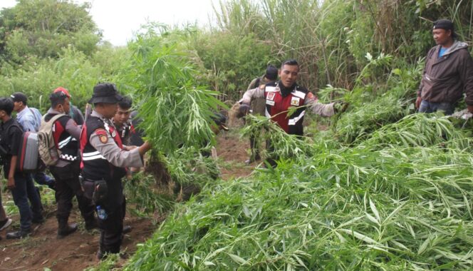 
					Polres Lumajang temukan 10.000 batang ganja di kawasan TNBTS Senduro. (Foto : Asmadi).