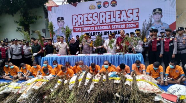 Pelaku penanaman ganja di Argosari, Lumajang.