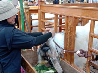 Peserta kontes menyiapkan kambing andalan di Alun-alun Wonorejo, Pasuruan. (Foto : Asmadi)