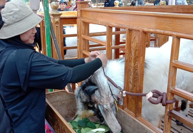 
					Peserta kontes menyiapkan kambing andalan di Alun-alun Wonorejo, Pasuruan. (Foto : Asmadi)