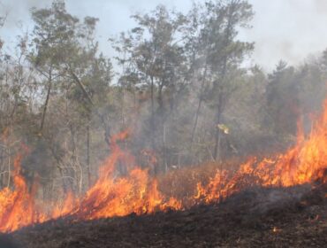 Kondisi dua blok hutan milik Perhutani yang terbakar. (Foto : Asmadi)