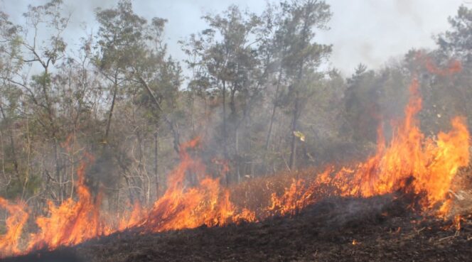 
					Kondisi dua blok hutan milik Perhutani yang terbakar. (Foto : Asmadi)