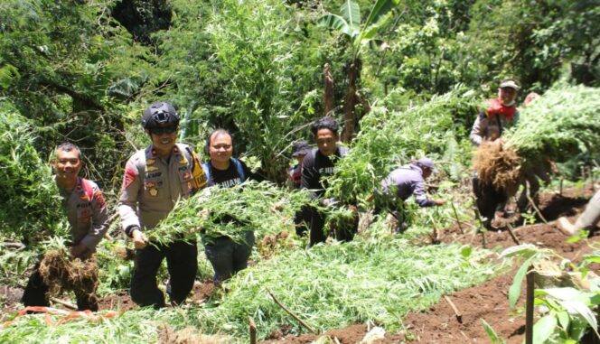 
					Hari kelima  pencarian lahan ganja di TNBTS Senduro. ( Foto : Asmadi)