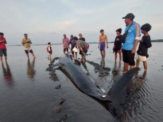 TERDAMPAR: Warga sedang melihat Paus Pilot yang terdampar di Pantai Mayangan Kota Probolinggo. (foto: Hafiz Rozani).