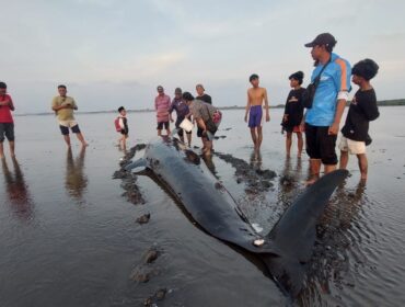 TERDAMPAR: Warga sedang melihat Paus Pilot yang terdampar di Pantai Mayangan Kota Probolinggo. (foto: Hafiz Rozani).