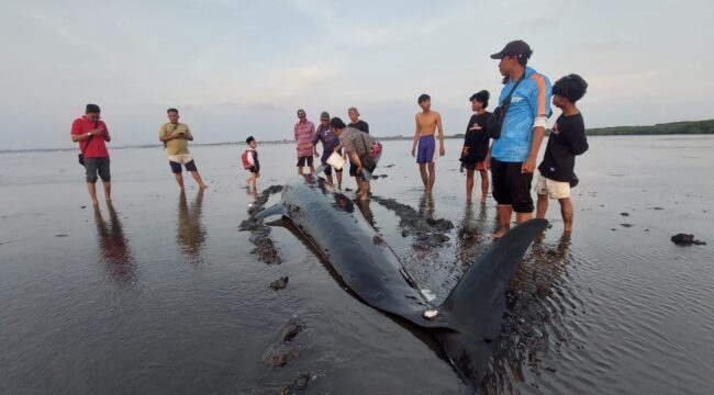 TERDAMPAR: Warga sedang melihat Paus Pilot yang terdampar di Pantai Mayangan Kota Probolinggo. (foto: Hafiz Rozani).