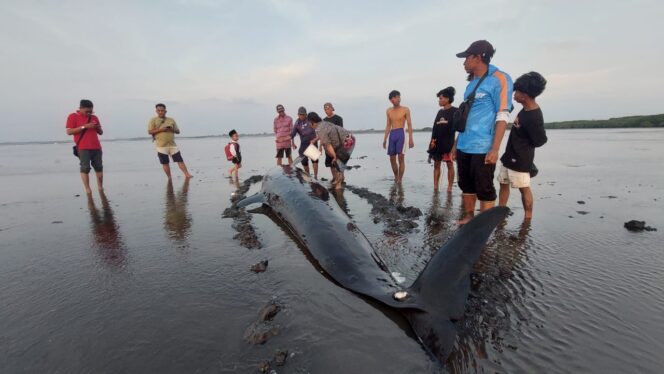 
					TERDAMPAR: Warga sedang melihat Paus Pilot yang terdampar di Pantai Mayangan Kota Probolinggo. (foto: Hafiz Rozani).