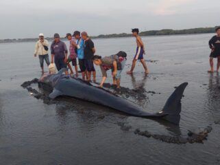 BIKIN GEGER: Paus Pilot yang terdampar di Pantai Mayangan Kota Probolinggo, dikerumuni warga. (foto: Hafiz Rozani).
