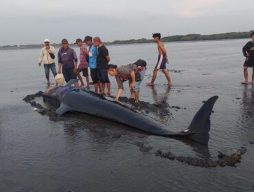 BIKIN GEGER: Paus Pilot yang terdampar di Pantai Mayangan Kota Probolinggo, dikerumuni warga. (foto: Hafiz Rozani).
