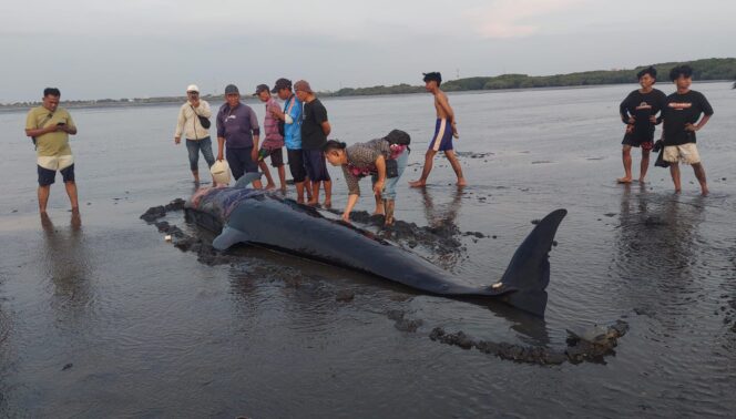 
					BIKIN GEGER: Paus Pilot yang terdampar di Pantai Mayangan Kota Probolinggo, dikerumuni warga. (foto: Hafiz Rozani).
