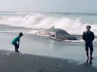 MATI: Hiu Tutul yang terdampar di Pantai Mbah Drajid Lumajang, mati setelah gagal kembali ke tengah laut. (foto: Asmadi).
