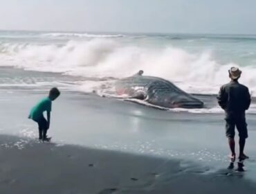 MATI: Hiu Tutul yang terdampar di Pantai Mbah Drajid Lumajang, mati setelah gagal kembali ke tengah laut. (foto: Asmadi).
