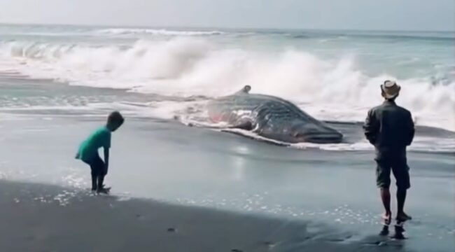 MATI: Hiu Tutul yang terdampar di Pantai Mbah Drajid Lumajang, mati setelah gagal kembali ke tengah laut. (foto: Asmadi).
