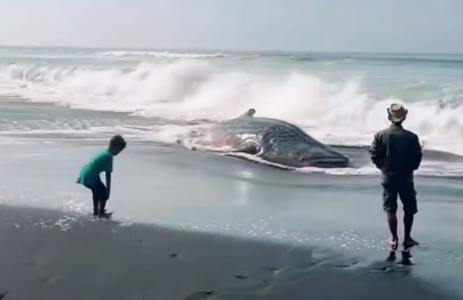 
					MATI: Hiu Tutul yang terdampar di Pantai Mbah Drajid Lumajang, mati setelah gagal kembali ke tengah laut. (foto: Asmadi).
