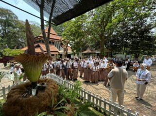 Bunga Bangkai mekar di Kebun Raya Purwodadi.